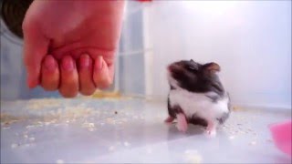 鼠宿舍 | Hamster x 倉鼠 x ハムスター | 拳擊手 - 一線鼠