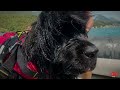 alp design delphinus the floatable harness for your dog designed with sics english subtitles