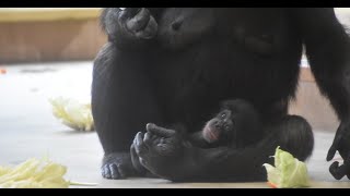 【東山動植物園公式】ベテランママ　カズミの子育て《 チンパンジー 》