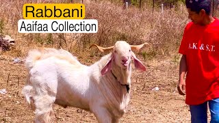 Is Bakre Ki Jitni Tareef Ki Jaye, Kam Hai | Aaifaa Collection’s Rabbani at AK \u0026 Shalimar Goat Farm