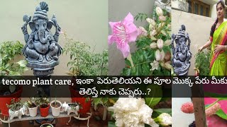 tecomo plant care, ఇంకా ఈ పూల మొక్క పెరు  మీకు తెలిస్తే చెప్తారా?