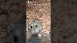 飼い主おやつちょうだい #animal #ドワーフハムスターショート動画 #かわいい動物 #pet #ペット #可愛い #ドワーフハムスター #ハムスターのいる生活 #ハムスター