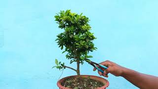 Time Lapse Video Of Making an Ixora Bonsai