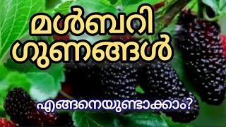 Mulberry Fruit l മൾബറി ഉണ്ടാക്കാം | സ്വാദിഷ്ടം പോഷക സമൃദ്ധം