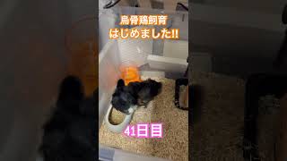 烏骨鶏飼育はじめました‼︎【41日目】 #烏骨鶏 #生き物 #ひよこ