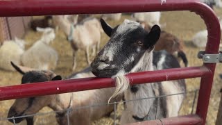 Adams County farm and sanctuary preparing for frigid temperatures