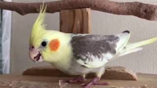 オカメインコのシナモンパイド