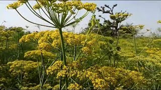 सौंफ की फसल में उत्पादन कैसे बढ़ाये//सौंफ की खेती में सिंचाई कब करें