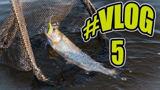 30 ryb w 3 godziny! Jak łowić pstrągi tęczowe na gumy na łowisku trout area?  #VLOG5