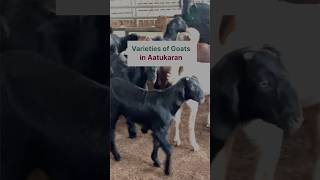 Varieties of Goats in Aatukaran - ஆட்டுக்காரனில் உள்ள ஆடு வகைகள்🐐🍃 #Aatukaran #goats #farming