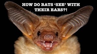 How do bats 'see' with their ears?! - Spark 12