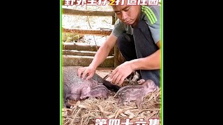 第四十六集丨野外生存，搜集山货到城镇售卖