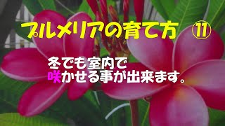 冬に室内でプルメリアを咲かせる方法。