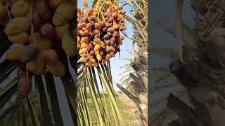 Beautiful Fresh Dates | Qatar Fresh Dates, #qatar #beautiful #shorts