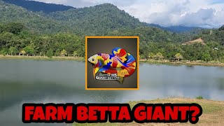 FARM IKAN LAGA GIANT ?? Melawat farm Betta HS di Kuala Kubu Bharu