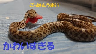 【ヘビ飼育】アオダイショウの赤ちゃんに餌やりしたら可愛すぎた #アオダイショウ #アオダイショウの赤ちゃん