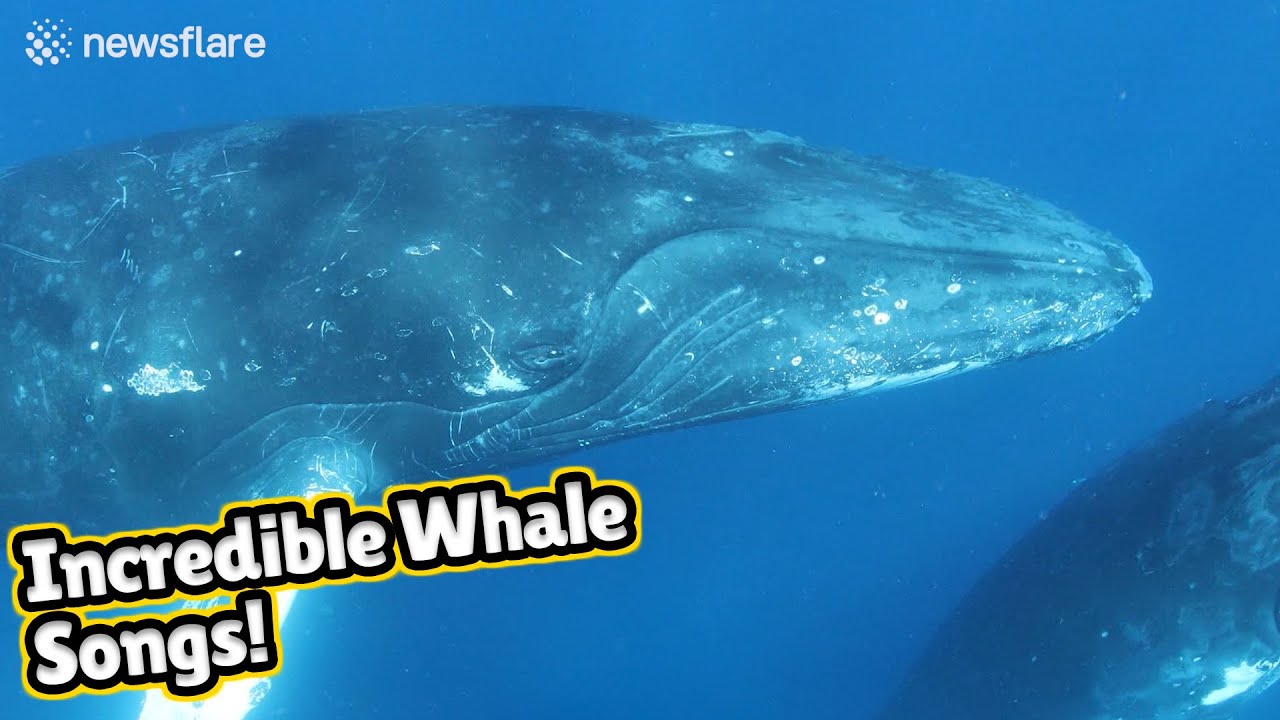 Stunning Audiovisual Recording Of Humpback Whales Singing Youtube Music