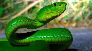 Green Viper Biography | Trimeresurus albolabris Gray | টিয়া বোড়া সাপ | সবুজ বোড়া সাপ | Science