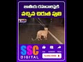 tiger hulchul nirmal district at midnight national highway shorts sscdigital balannamuchatlu