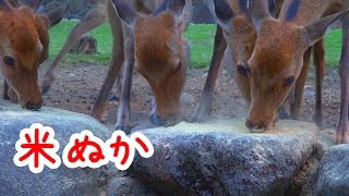 奈良公園　米ぬかに夢中の鹿さん