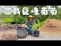 巨峰葡萄九死一生，过冬实在不易，我打算盆栽种植了，配土施肥，移栽换盆，剪枝摘心 #盆栽葡萄