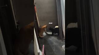 GATOS POSSUÍDOS!