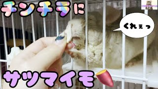 パリパリサツマイモ作りました#チンチラ #chinchilla #チンチラおやつ