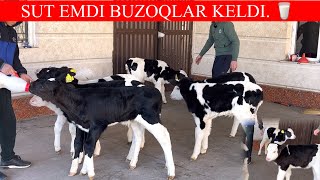 🥛. EMDI. BUZOQLAR. KELDI ZOʻRIDAN MANA😱 95-888-05-55. 881073003