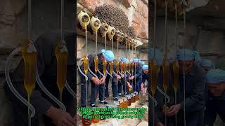 Natural Cliff Honey Harvest! 🐝🍯 Traditional Skill
