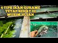 Tips agar ikan gurame sehat | cara merawat ikan gurame di musim hujan