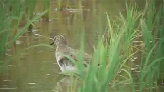 [4K] オジロトウネン（1）旅鳥または冬鳥（各地） - Temminick's Stint - Wild Bird - 野鳥 動画図鑑