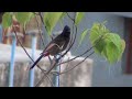 two bulbul or bulbuli birds on branches of a peepul tree or peepal tree