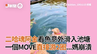 黃金獵犬賞魚意外滑入池塘 一個MOVE直接游泳2圈｜寵物｜狗狗