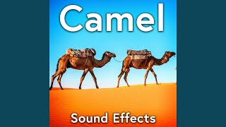 Group of Camels Make Many, Deep, Guttural Groans with Hoof Shuffles