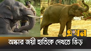 ভারতের তামিলনাড়ুর হাতি রঘু আর বম্মি এখন তারকা! | Elephant | Won Oskar | Ekhon TV