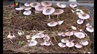 Govibimata Arunalu I.flv