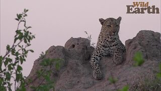 WildEarth - Sunset - 13 October 2021