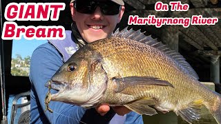 GIANT Bream On The Maribyrnong River