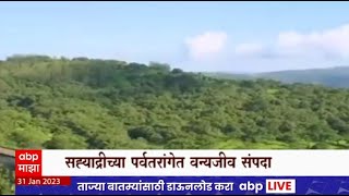 Sindhudurg : सिंधुदुर्गच्या जंगलात बघीरा, आंबोली परिसरात पट्टेदार वाघ आणि ब्लॅक पँथर Special Report