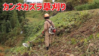 今日も大法面のカンネカズラ草刈り！