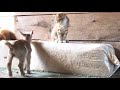 friendly goat annoys a bunch of cats a translation