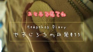 ＊スマホでみてね＊飼い主の手に寄り添って眠るアルビノハリネズミ《 Hedgehog diary やすじろうの日常#55 》