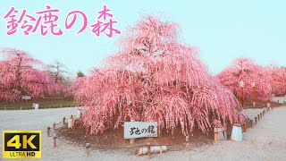 【三重県】絶景 鈴鹿の森庭園🌸 しだれ梅　 plum blossoms　＃鈴鹿の森＃梅＃庭園 #4k #sonya7siii