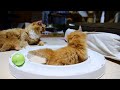 【マンチカンズ】マンチカンのママ猫 子育て奮闘記 ~ mother cat s love ~