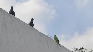 birds on temple walls #birds #trending #love #temple #cute #dove #new #பறவைகள் #கோவில் #viralshorts