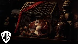 Gremlins 2: The New Batch | Weird Things in Downtown | Warner Bros. Entertainment