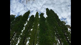 Liquidambar styraciflua 'Slender Silhouette' Columnar Sweet Gum