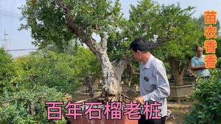 夏天盆景淡季，枣庄石榴价格一落千丈，40公分粗的百年桩12000