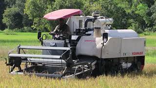 ម៉ាស៊ីនច្រូតស្រូវ.YANMAR YH700 Rice Harvester. |Technology Agriculture Equipment2021|.รถเกี่ยวข้าว