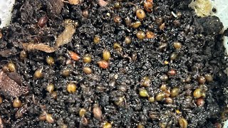 Breeder Bins Managing for Success - Analyzing and Fixing Breeder Bin Failure